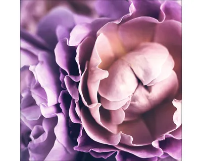 Produktbild von Glasbild Baroque Peonies I 50x50 cm