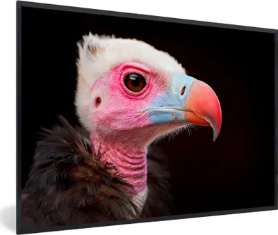 Produktbild von MuchoWow® MuchoWow® Gerahmtes Poster Geier - Vogel - Schnabel 30x20 cm - Poster mit zchwarzem Bilderrahmen - Kunstdruck - Bild-Poster