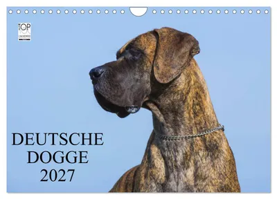 Produktbild von Deutsche Dogge 2027 (Wandkalender 2027 DIN A4 quer), CALVENDO Monatskalender