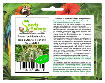 Produktbild von 15x Trichocereus boliviensis Kaktus Blüten weiß duftend Samen B426