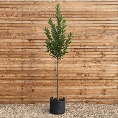 Produktbild von Kirschlorbeer Hochstamm Rotundifolia 250-300 cm, Stammumfang 10-12 cm - Prunus laurocerasus Hochstamm, immergrün