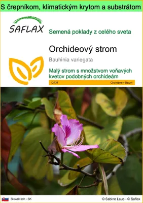 Obrázok produktu pre SAFLAX Garden to go - Orchideový strom - Bauhinia variegata - 8 Semená - S črepníkom, klimatickým vekom a pestovateľským substrátom