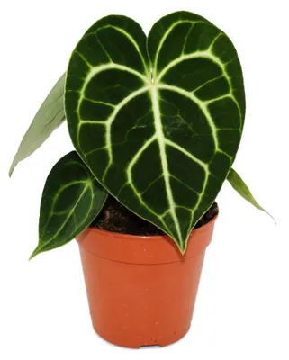 Obrázek produktu pro Flamingová květina – Anthurium clarinervium – Srdcovitá květina – 12cm květináč