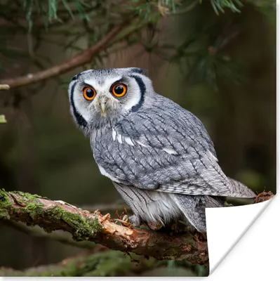 Produktbild von MuchoWow® Poster Eule - Vogel - Äste - Natur 50x50 cm - Wohnzimmerdekoration