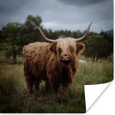 Produktbild von MuchoWow® Poster Schottischer Highlander - Tiere - Kuh 75x75 cm - Wand Dekoration