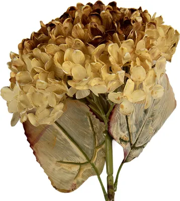 Produktbild von Clayre & Eef Kunstblume 15x15x47 cm Beige Kunststoff