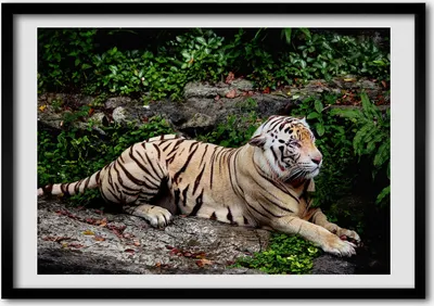Produktbild von Bild - Bilder - Bilderrahmen - 70 cm x 50 cm - MDF-Rahmen, Wandkunst Tiger auf dem Felsen