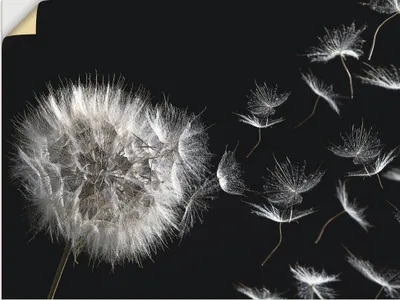 Produktbild von ARTland Wandbild, selbstklebend Pusteblume Größe: 80x60 cm