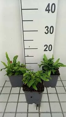Obrázok produktu pre 6 x Asplenium scol. 'Angustatum' ('angustifolium') - úzkolistá papraď - kvetináč 9 x 9 cm