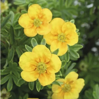 Produktbild von Fingerstrauch FloraSelf Potentilla fruticosa 'Mango Tango' H 30-40 cm Co 4 L