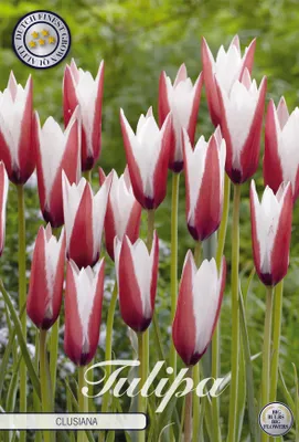 Artikelbild 2 von 'Tulpe Clusiana (10 Stück)' aus der Kategorie Tulpenzwiebeln