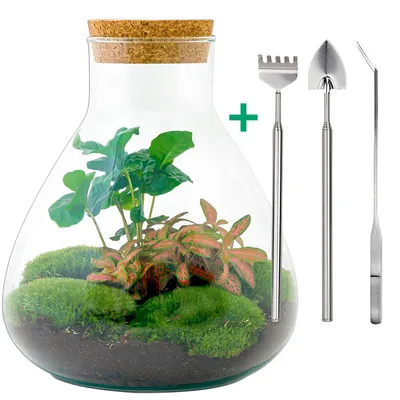 Produktbild von Flaschengarten DIY Set - Sammie Coffea - 26 cm hoch inkl. Rake, Schaufel & Zange zum Gestalten