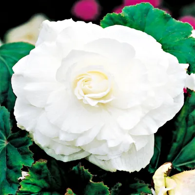 Image de Bégonia double Double White 1 pièce bégonias plants plant bulbe