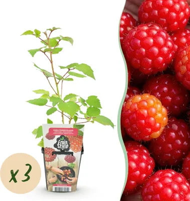 Image de Airelle japonaise - Rubus Phoenicolasius - Rustique - 3 Plants - 15-25cm - Ø9cm - Plante de jardin