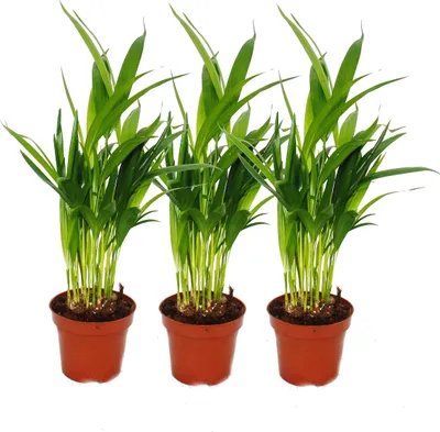 Immagine prodotto di Set di 3 palme da frutto d'oro - Dypsis lutescens (Areca), 12 cm