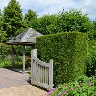 Produktbild von Lebensbaum Thuja Brabant 140-160 cm, 5x Heckenpflanze