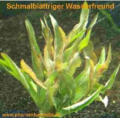 Produktbild von 5 Bunde Schmalblättriger Wasserfreund angustifolia