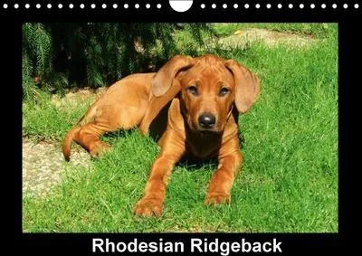 Immagine prodotto di Rhodesian Ridgeback (Calendario da parete 2014 formato A4 orizzontale): Rhodesian Ridgeback in movimento (Calendario mensile, 14 pagine) (CALVENDO - Animali)