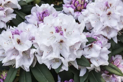 Produktbild von Rhododendron Hybr. 'Bismarck', rosa Blüten, 40–50 cm