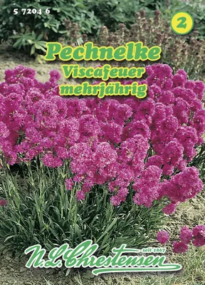 Produktbild von Pechnelke Viscafeuer | Nelkensamen von N.L. Chrestensen