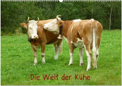 Produktbild von Die Welt der Kühe (Wandkalender 2025 DIN A2 quer), CALVENDO Monatskalender