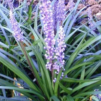 Produktbild von 6 x Glöckchentraube  - Liriope muscari 'Ingwersen'  | Topf 9cm x 9cm