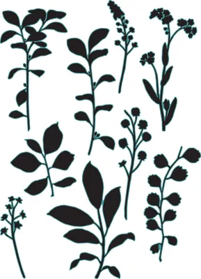 Produktbild von Sizzix Framelits Stanzschablone by 49 and Market "Fine Stems 02"
