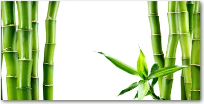 Produktbild von Tulup® Glas-Bild - 100x50 -Wandkunst - Wandbild hinter gehärtetem Sicherheitsglas  - Blumen & Pflanzen - Bambus - Grün
