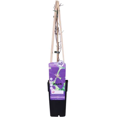Immagine prodotto di Clematis Jackmanii - Ø15cm - ↕65cm