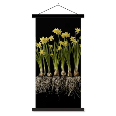 Produktbild von MuchoWow® Textilposter Mehrere Narzissen mit Zwiebeln auf schwarzem Hintergrund 60x120 cm mit schwarzem Rahmen - Magnete