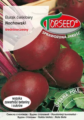 Produktbild von Nochowski Rote Bete Samen 10g - Torseed