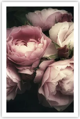 Produktbild von Poster - Poster ohne Rahmen - Pfingstrose Blume - 61x91,5 cm - Wand Bild - Wanddeko - Wandbilder - Kunstposter - Wandposter - Bilder - Kunstdruck - Wanddekoration - Wandbild - P2XPA61x91-3930