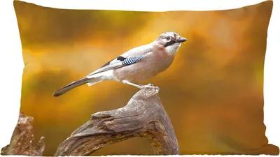 Produktbild von MuchoWow® Zierkissen Sofakissen Wohnzimmer Dekokissen 60x40 cm Vogel - Zweig - Eichelhäher - Kopfkissen - Polster mit Foto