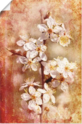 Produktbild von ARTland Poster Kirschblüten Größe: 60x90 cm