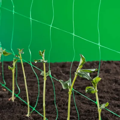 Produktbild von Nature Ranknetz Grün 1 x 10 m 6030429