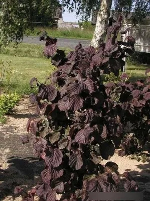 Produktbild von Corylus avellana Red Majestic® - Rotblättrige Korkenzieherhaselnuss - Blut Haselnuss 40-60