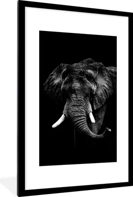 Produktbild von MuchoWow® Gerahmtes Poster Elefant vor schwarzem Hintergrund - schwarz und weiß 60x90 cm - Poster mit Schwarzem Bilderrahmen Wandposter Rahmen Foto Bilder - Dekoration - Wandposter Wohnzimmer - Hochwertig