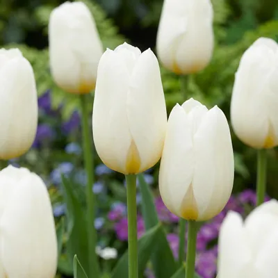 Image de Green boutiQ - Bloembollen - Tulp Triumph White - Kleur Wit - 15 stuks - Bolmaat 11/12 - XXL Pack