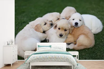 Produktbild von MuchoWow® Fototapete für Wohnzimmer oder Schlafzimmer Wandtapete Vinyl Motivtapete Tiere - Welpen - Hunde - 450x300 cm - Gemusterte