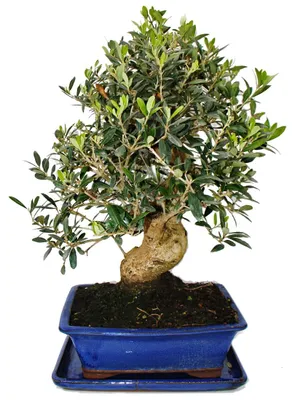 Obrázek produktu pro Bonsai – solitér – olivovník – Olea europaea – stáří přibližně 17 let – výška přibližně 50–55 cm