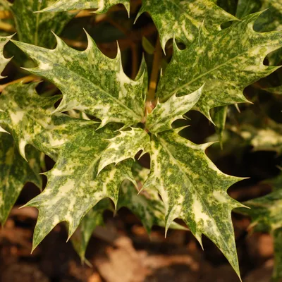 Obrázok produktu pre Ostrolistý voňavý kvet - Osmanthus heterophyllus | 60-80 cm v nádobe