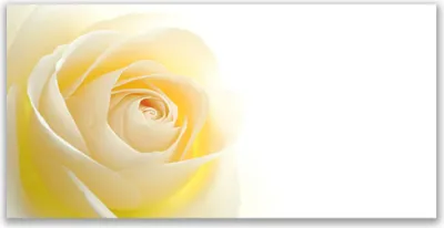 Produktbild von Glasbilder 140x70 Wandbild Druck auf Glas Rose Pflanzen