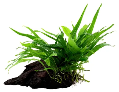 Produktbild von Microsorum pteropus 'Narrow' Javafarn Wasserpflanze auf Wurzel