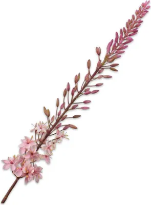 Produktbild von Silk-ka Kunstblume - Seidenblume Eremurus Stiel rosa 107 cm