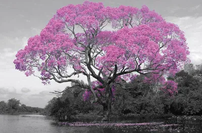Produktbild von Empireposter Colourlite Poster Baum Blüte Rosa 91,5x61 cm