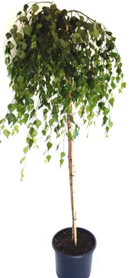 Produktbild von Betula pendula "Youngii" , Hänge-Birke, Trauer-Birke, 230 cm cm, Stammhöhe: 180 cm