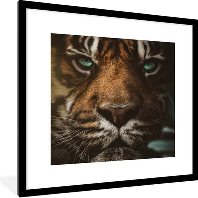 Produktbild von MuchoWow® MuchoWow® Gerahmtes Poster Tiere - Tiger - Wild 40x40 cm - Poster mit zchwarzem Bilderrahmen - Poster - Plakat im Rahmen