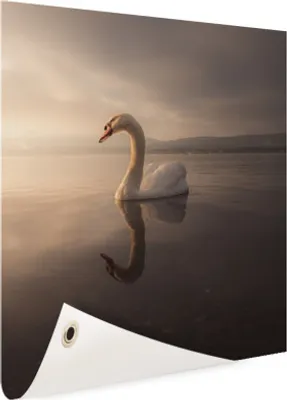 Produktbild von Gartenposter - 80x120 cm - Schwan Sonnenuntergang  - Modernes Wandbilder