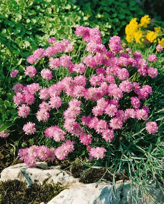 Produktbild von Armeria juniperifolia 'Röschen', Grasnelke, rosa, ca. 9x9 cm Topf