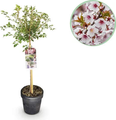 Image de Green boutiQ - Arbre sur tige - Prunus incisa Koujou-no-mai - Plante de terrasse - À feuilles caduques - Rustique - Fleurs blanches - Pot de 19 cm - Hauteur 90 cm